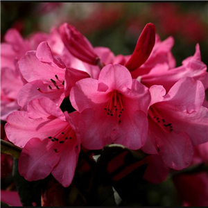 Rhododendron 'Anna Rose Whitley'